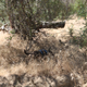 Illustration for article titled Toby Hike Day: Wellbarn Road to San Joaquin River Trail